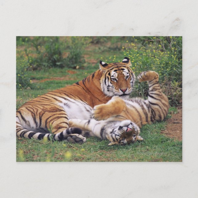 Bengal tigers playing postcard (Front)