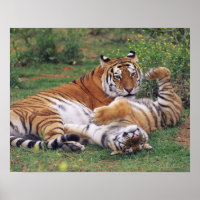 Bengal tigers playing