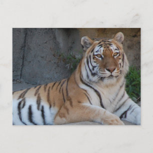 Bengal Tigers Postcard
