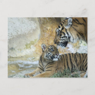 Bengal tigers relaxing postcard