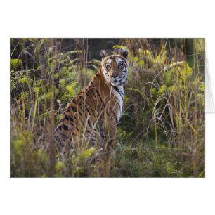 Bengal tigress in tall grass, trying to hunt,