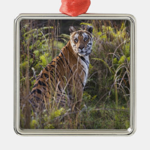 Bengal tigress in tall grass, trying to hunt, metal tree decoration