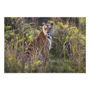 Bengal tigress in tall grass, trying to hunt, photo print