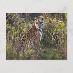 Bengal tigress in tall grass, trying to hunt, postcard