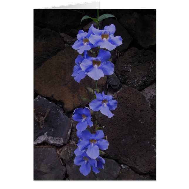 Bengal Trumpet Vine (Front)