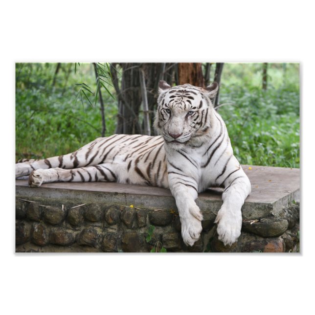 Bengal white Tiger Photo Print (Front)