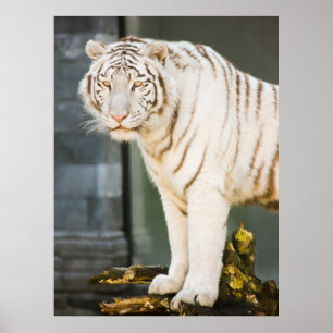 Bengal White Tiger Staring At You Photography Poster
