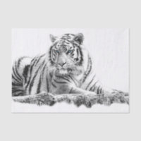 Bengal White Tiger