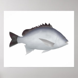 Bengal Yellowfin Seabream Poster