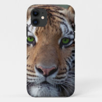 Bengel Tiger green eyes