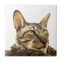 Benson Tile | Tabby point Cornish Rex Cat -Tiger