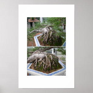 bent bonsai poster