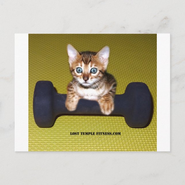 Bental Kitten with Dumbbell Yellow Postcard (Front)