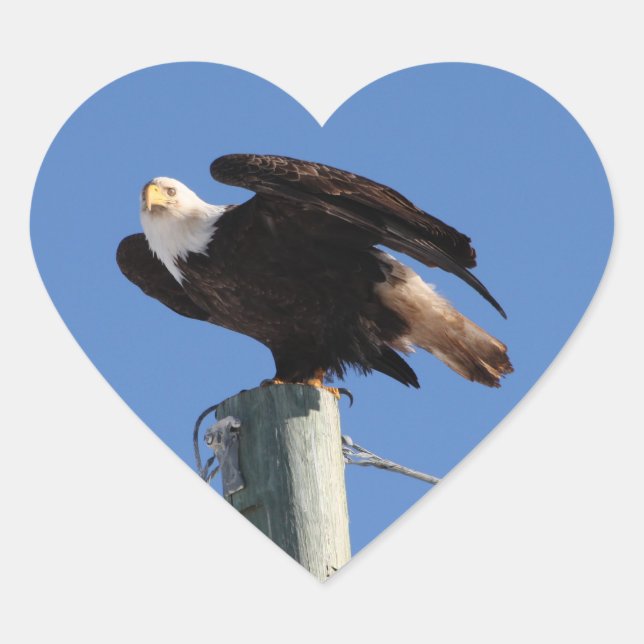 BEOUP Bald Eagle on Utility Pole Heart Sticker (Front)