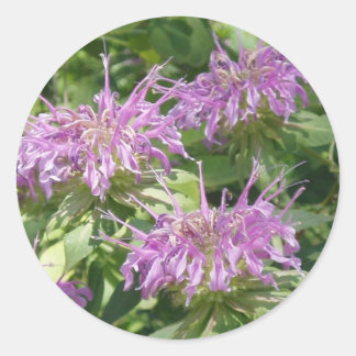 Bergamont Bee Balm Sticker