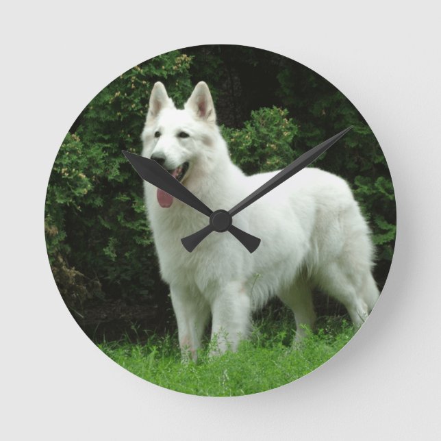 Berger Blanc Suisse Dog Round Clock (Front)
