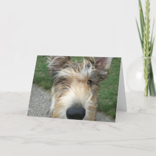 Berger de Picard Card