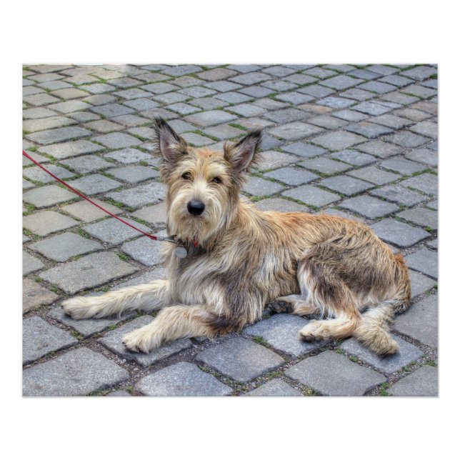 Berger de Picardie Poster (Front)