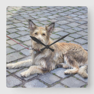 Berger de Picardie Square Wall Clock