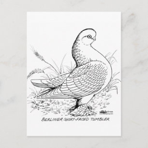 Berliner Pigeon Black and White Postcard