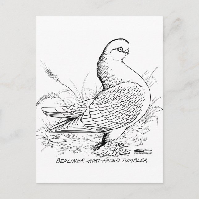 Berliner Pigeon Black and White Postcard (Front)