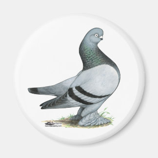 Berliner Tumbler Pigeon Blue Bar Magnet