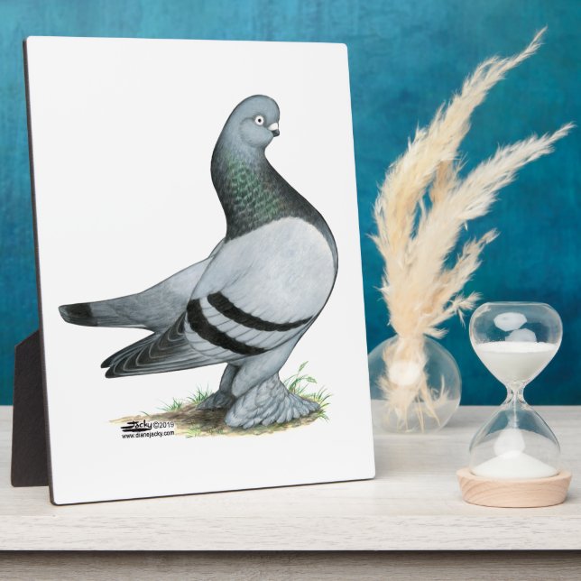 Berliner Tumbler Pigeon Blue Bar Plaque (Side)