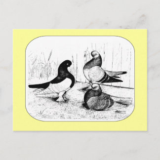 Berliner Tumbler Pigeon Trio 1980 Postcard