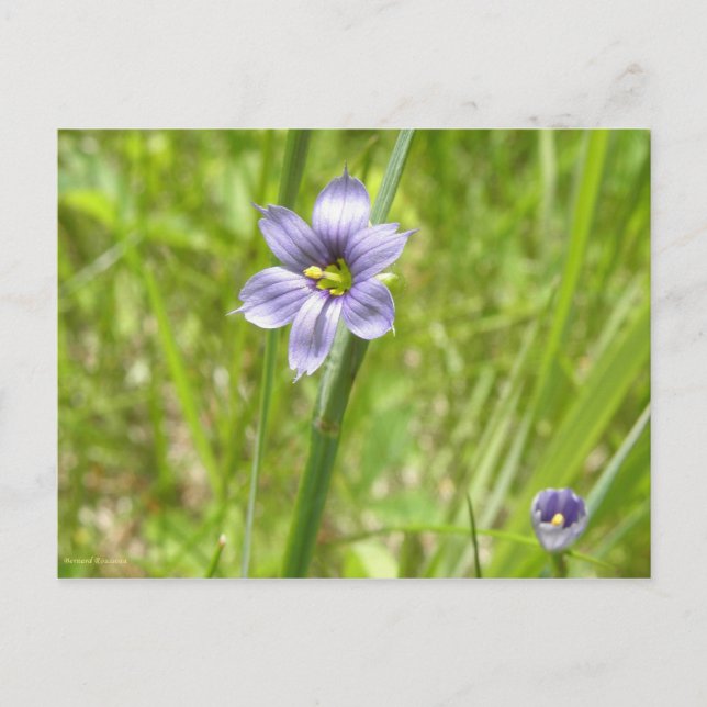 Bermudienne à feuilles étroites postcard (Front)