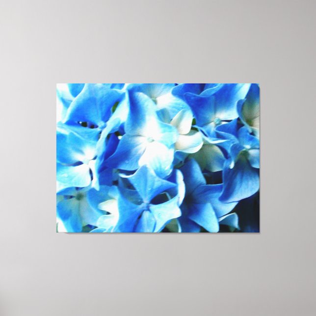 Bernardo Bleu Hydranias 1 Canvas Print (Front)