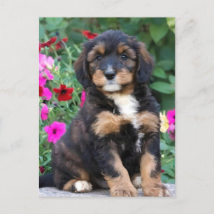 Bernedoodle puppy in petunias postcard