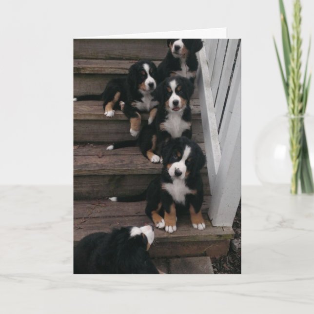 Berner Nation greeting cards (Front)
