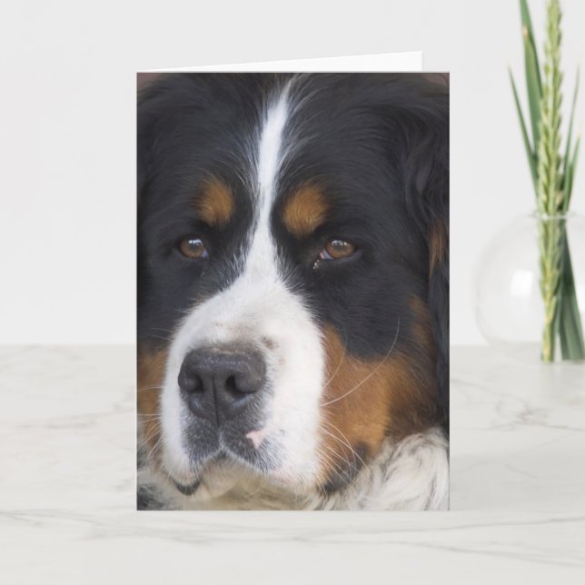 Berner Sennenhund Greeting Card (Front)