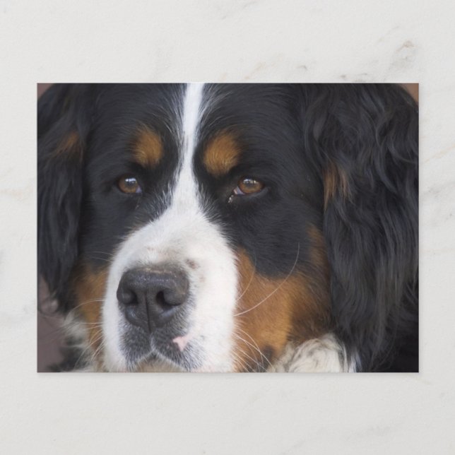 Berner Sennenhund Postcard (Front)
