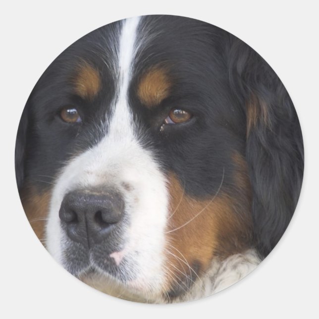 Berner Sennenhund Sticker (Front)