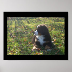 Bernese Autumn Leaves Poster