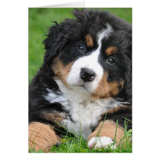 Bernese Mountain Dog (Front)