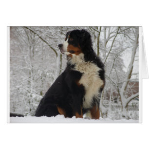 Bernese Mountain Dog