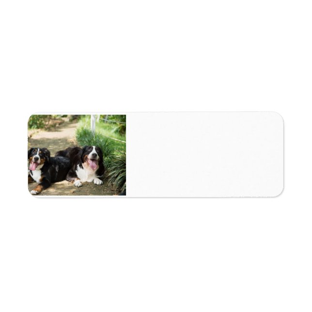 bernese mountain dog (Front)