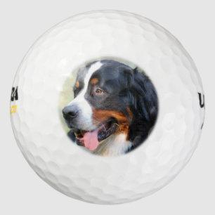 bernese-mountain-dog-10 golf balls