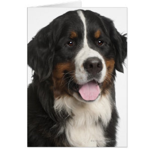 Bernese Mountain Dog (1 year old)