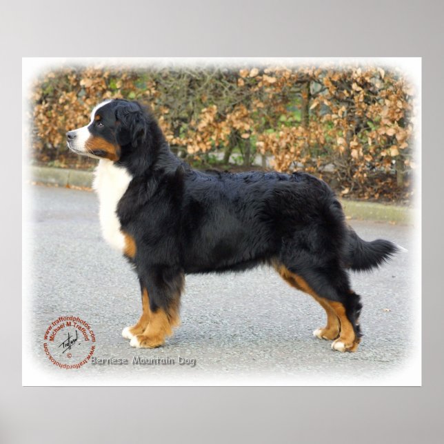 Bernese Mountain Dog 9T066D-221 Poster (Front)