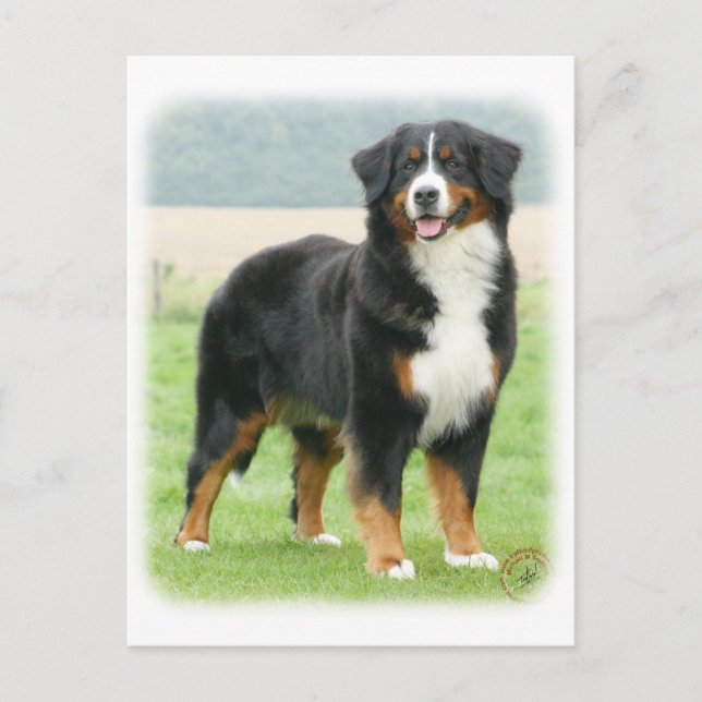 Bernese Mountain Dog 9Y066D-133 Postcard (Front)