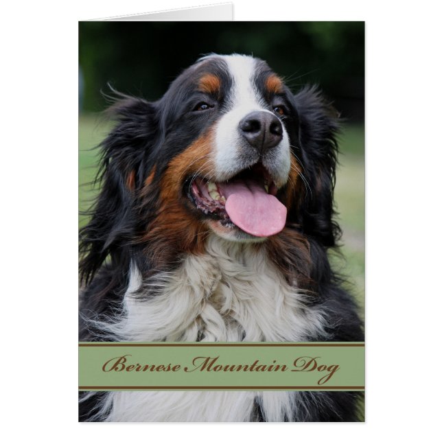 Bernese Mountain Dog Any Occasion Blank Inside (Front)