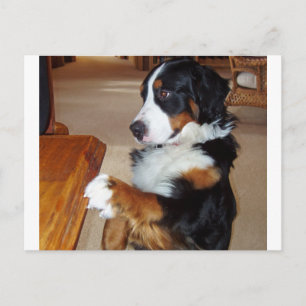 bernese-mountain-dog-begging.png postcard