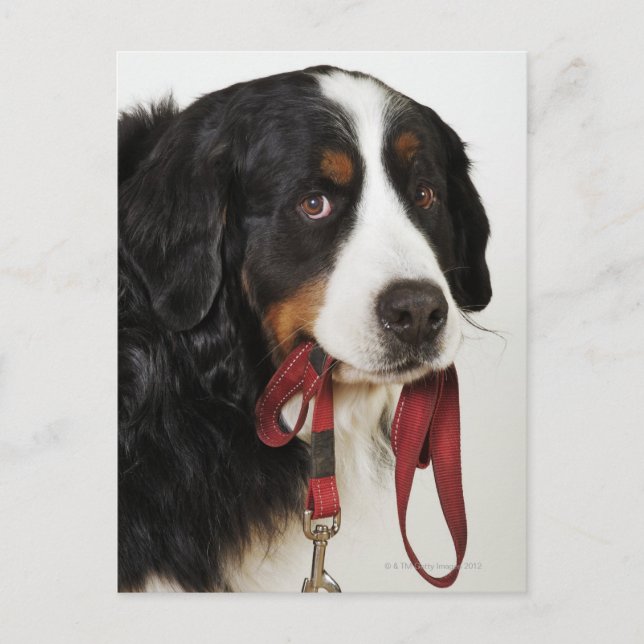 Bernese Mountain Dog (Berner Sennenhund) Postcard (Front)