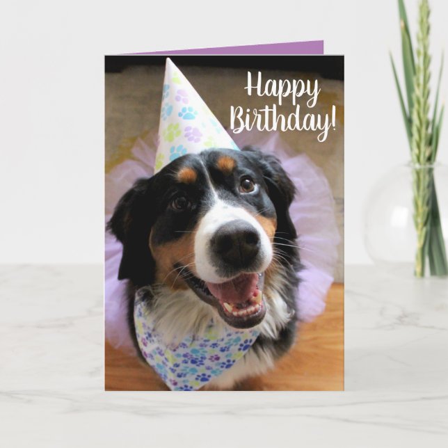 Bernese Mountain Dog Birthday Card (Front)