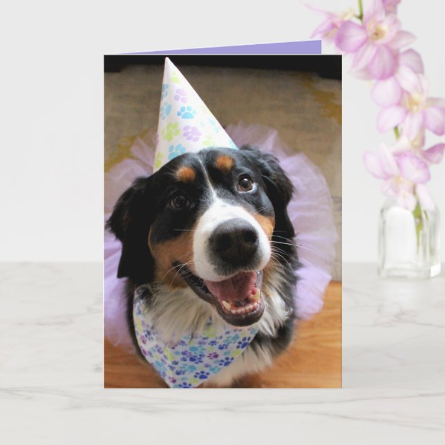 Bernese Mountain Dog Birthday  Card (Orchid)