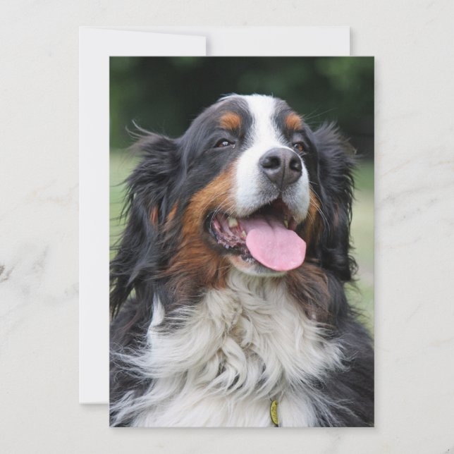 bernese mountain dog birthday invitation (Front)