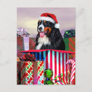 Bernese Mountain Dog Christmas Surprise Holiday Postcard